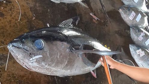 宰杀500斤金枪鱼,码头刀手帮客户切割蓝鳍金枪鱼,剁成