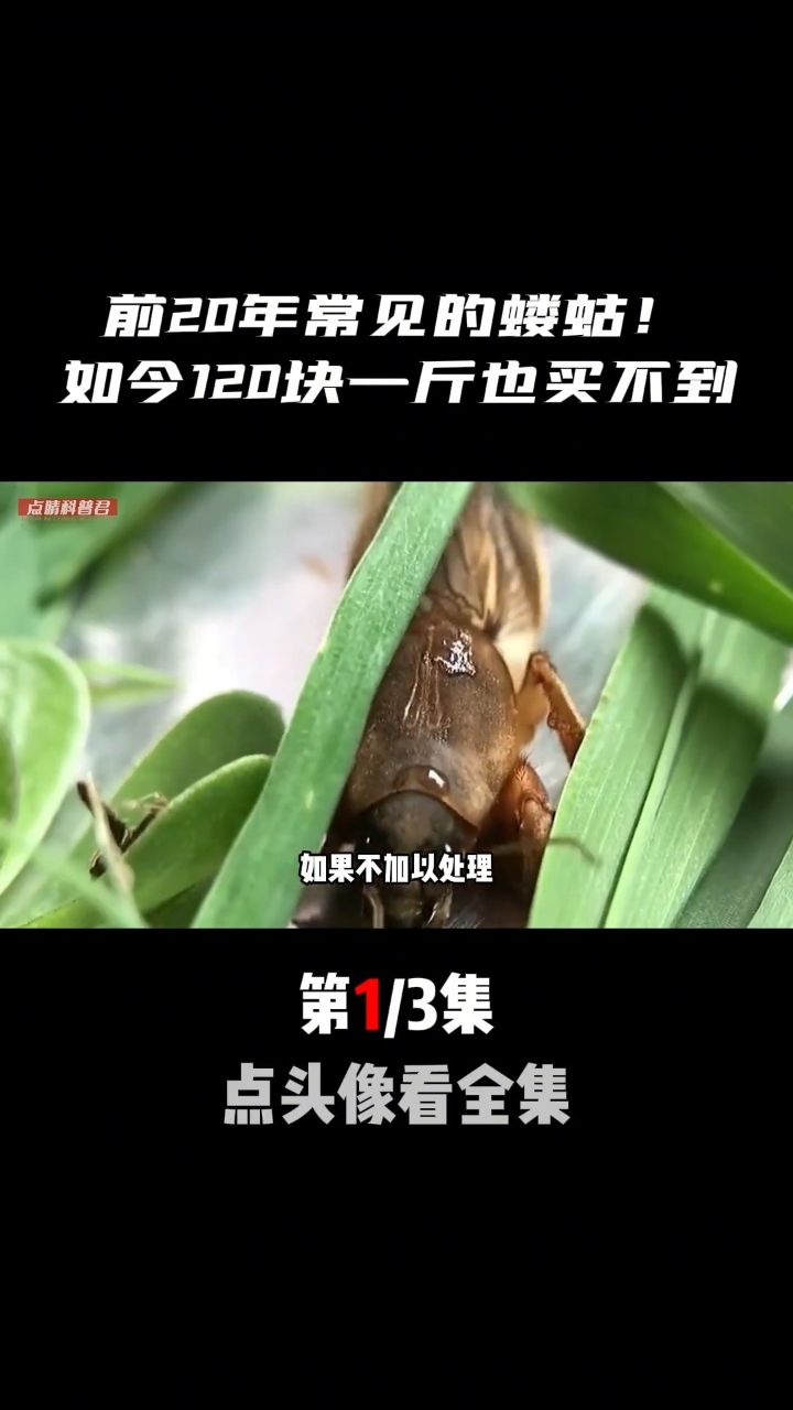 前20年常见的蝼蛄,如今120块一斤也买不到!