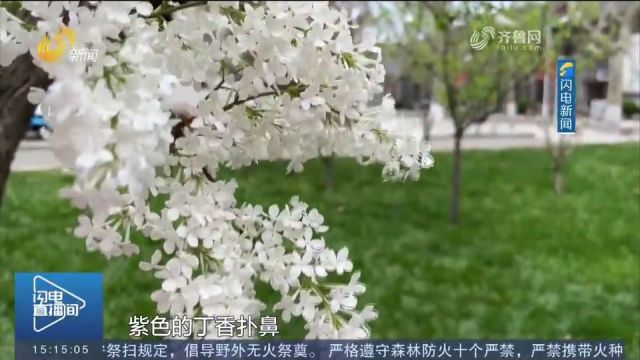 最美不过是曲园!玉兰舒展、樱花绽放,来看曲阜师范大学春日美景