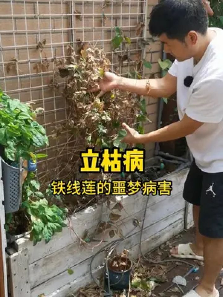 铁线莲的"立枯病"是噩梦般的,推荐这种,简单有效的预防方法!