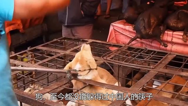 全球每年有3000万条狗被食用其中一半都在中国,狗肉到底该不该吃?