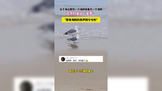 女子海边看到一只海鸥骑着另一只海鸥还不时发出“笑声”“原来海鸥的笑声贱兮兮的”