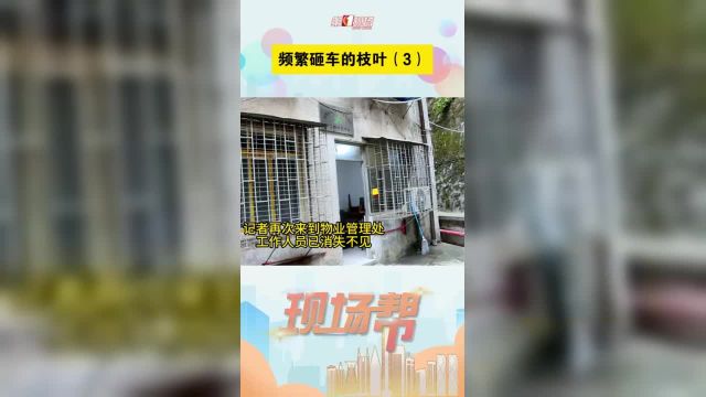 广东深圳,罗湖环卫花园住户反映小区内枝叶经常掉落,砸伤车,翠竹街道办:3月就已下发专家回复函,要求砍掉枯树