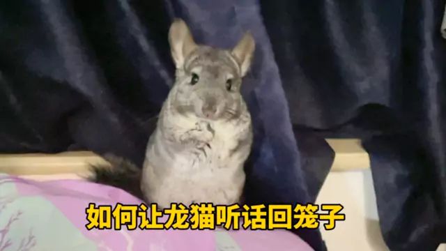 必看!如何让龙猫听话回笼子! #萌宠 #可爱 #龙猫