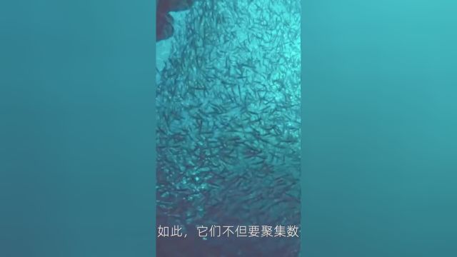 世界上最惨的沙丁鱼,一网就能团灭!#沙丁鱼#沙丁鱼罐头 1