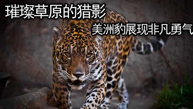 璀璨草原的猎影,美洲豹展现非凡勇气