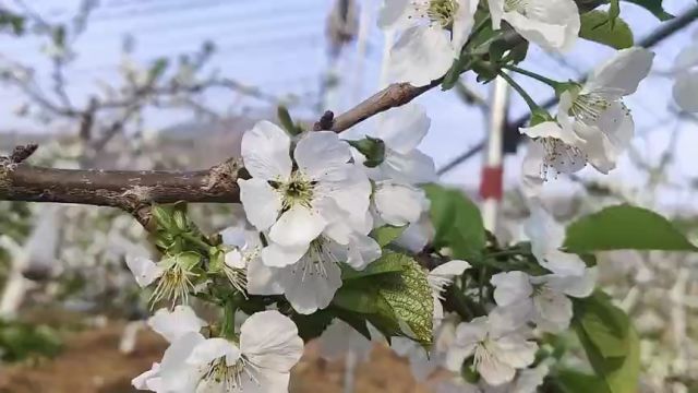 济南市莱芜区大王庄镇南店子村:春暖人勤农忙时 樱桃花开望丰收