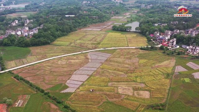 连日来,在大余县青龙镇九龙村的百亩油菜地里,农户抢抓晴好天气收割油菜,田地间弥漫着丰收的喜悦. 出品大余县融媒体中心 拍摄严杰 廖佳 制作实习生...