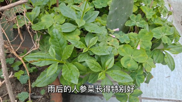 雨后的人参菜翠嫩欲滴,摘一点来煮个汤