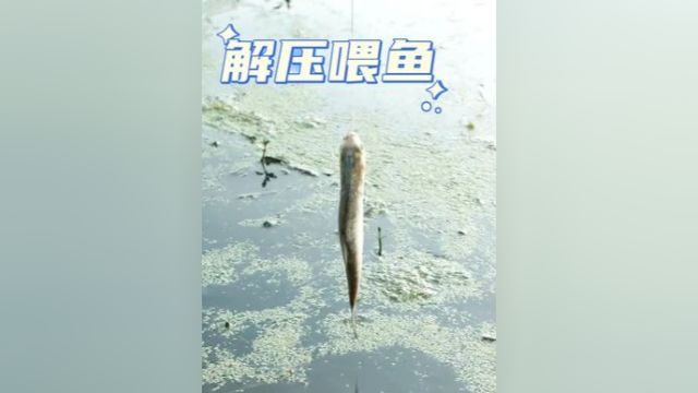 非常解压的池塘喂鱼