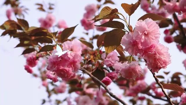 济南市槐荫区:春日多彩腊山 踏青游玩正当时