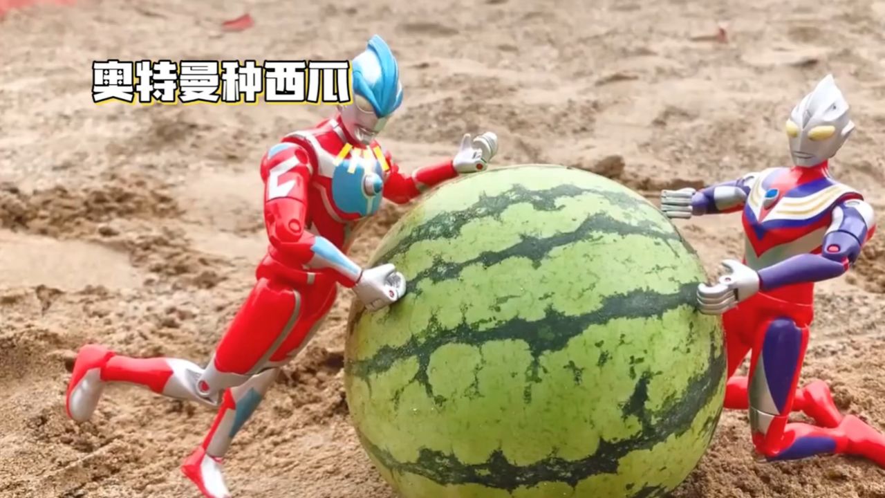 奥特曼跨界种西瓜:宇宙英雄的新挑战,怎么种出来的西瓜那么大