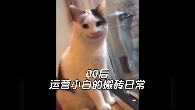 重生之运营小白的一天