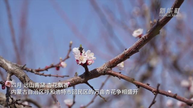 四季旅行ⷥ𐨱᥆…蒙古|呼和浩特市回民区:远山青黛 杏花飘香