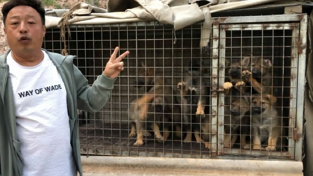 精品昆明犬7只,3个月大各种防疫已做完,非常健康,来欣赏品评下