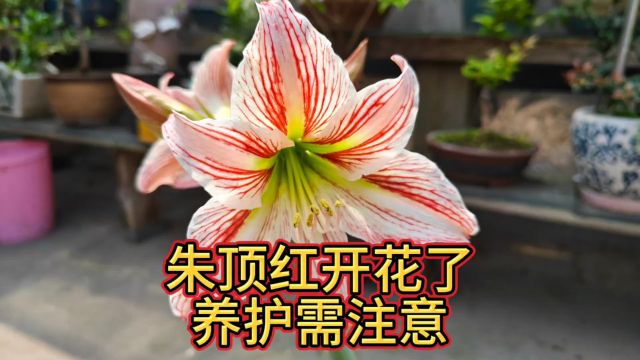 朱顶红开花了,注定红哈哈,硕大无比的花花,太好看了