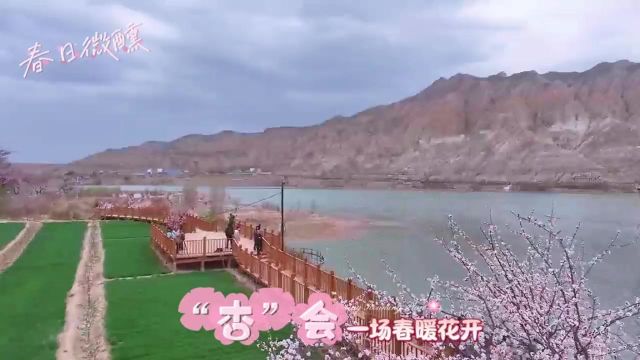 青海化隆:满园杏花争相开放,“杏”会一场春暖花开.2