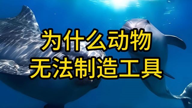 为什么动物无法制造工具