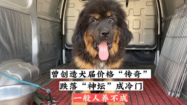 曾创犬界价格“传奇”的藏獒犬,如今成冷门犬,狗市很少遇到!