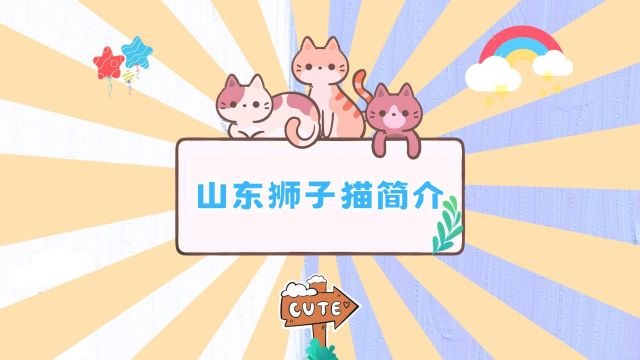 你对山东狮子猫了解多少呢?