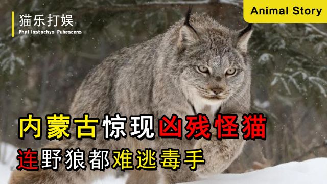 内蒙古惊现凶残怪猫,体型娇小猎杀牛羊,连野狼都难逃毒手!