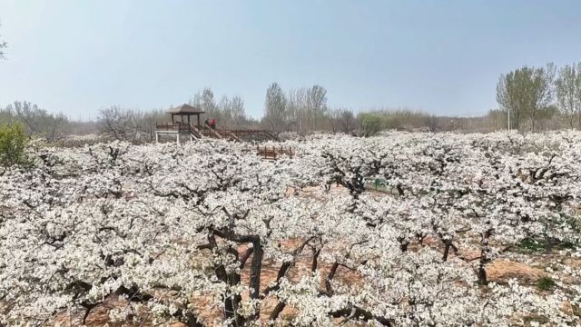 从“一时春”到“四时春” 德州乐陵市让“花经济”持续绽放