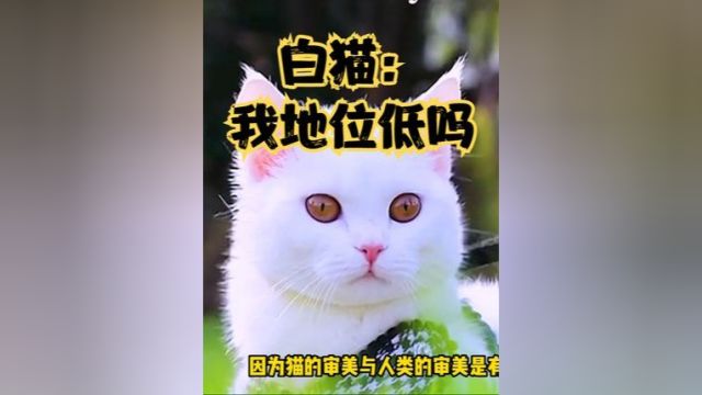 白猫是猫科动物中地位最低,最不受待见的