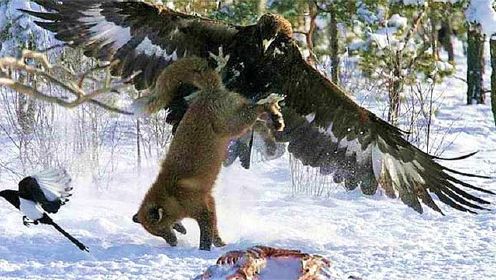 金鹰-甚至攻击狼的有翼猛禽！鹰VS狐狸VS山羊！#动物世界#动物捕食