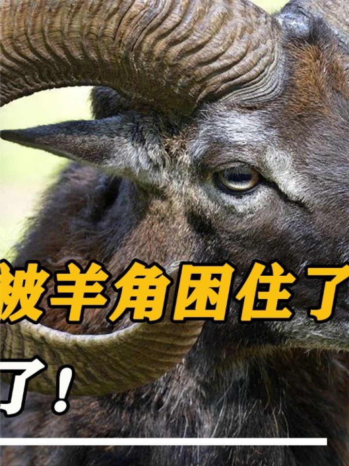 使出"爱的魔力转圈圈",土都刨松了#大角盘羊#磨羊角#动物救助