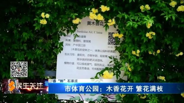 【春“醉”石家庄】市体育公园:木香花开 繁花满枝