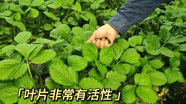 进口水溶肥经过5个月的采摘,草莓秧依然健壮,没有死秧,前期根系养好,空浇依然结果不早衰,山西侯大哥用夫沃施沃叶水溶肥.