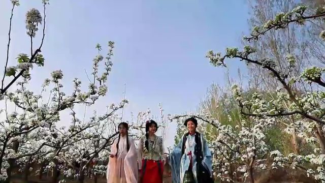 德州市宁津县:梨花经济里的富农“花样”