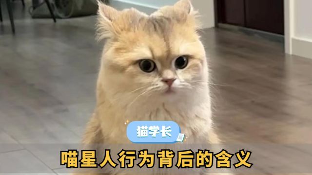 猫咪这些动作的含义,现在知道还不晚