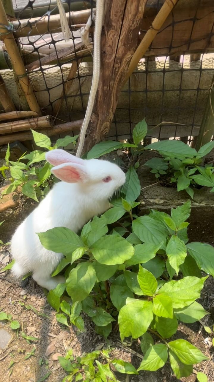 小白兔我的可爱小趴菜