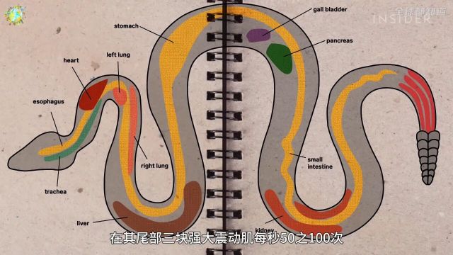 响尾蛇的尾巴究竟是如何发出声音的