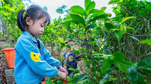 采青品茗趣味多!汕头南澳举行海岛宋茶文化系列活动