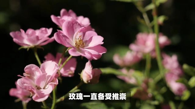 世界上公认的十大最美的花卉,你更喜欢哪一种?