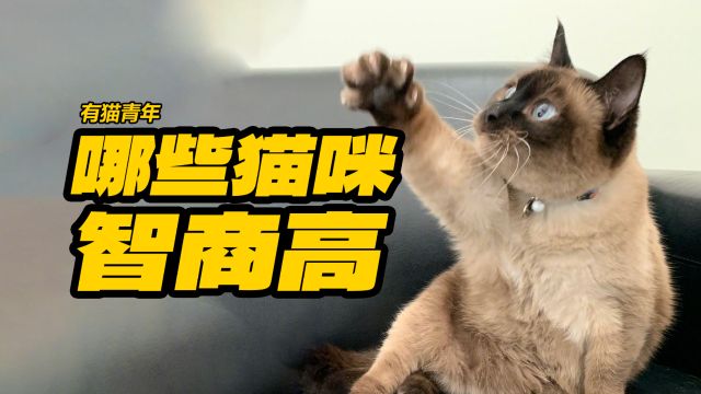 哪些猫咪智商高?