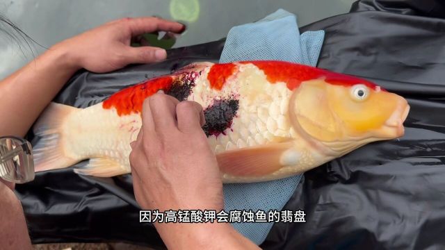 养鱼志锦鲤的饲养方法新手养鱼锦鲤鱼池设计