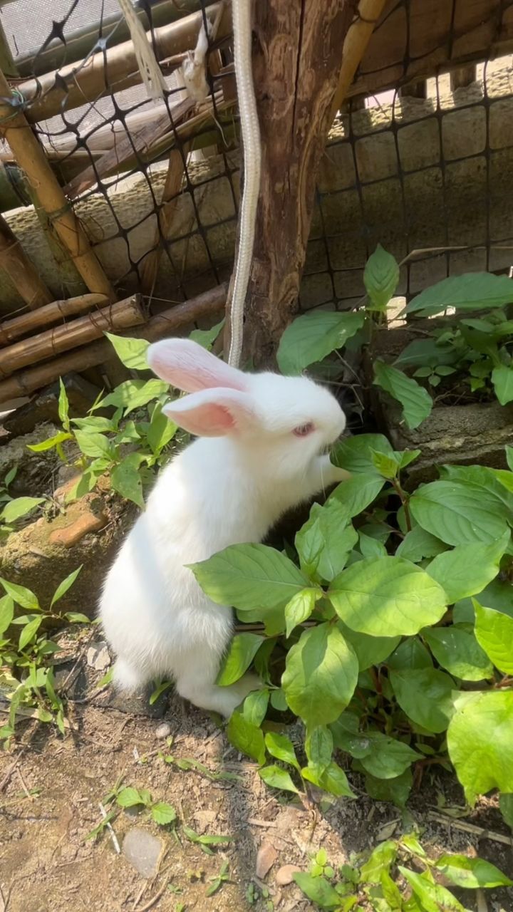 小白兔白又白两只耳朵竖起来