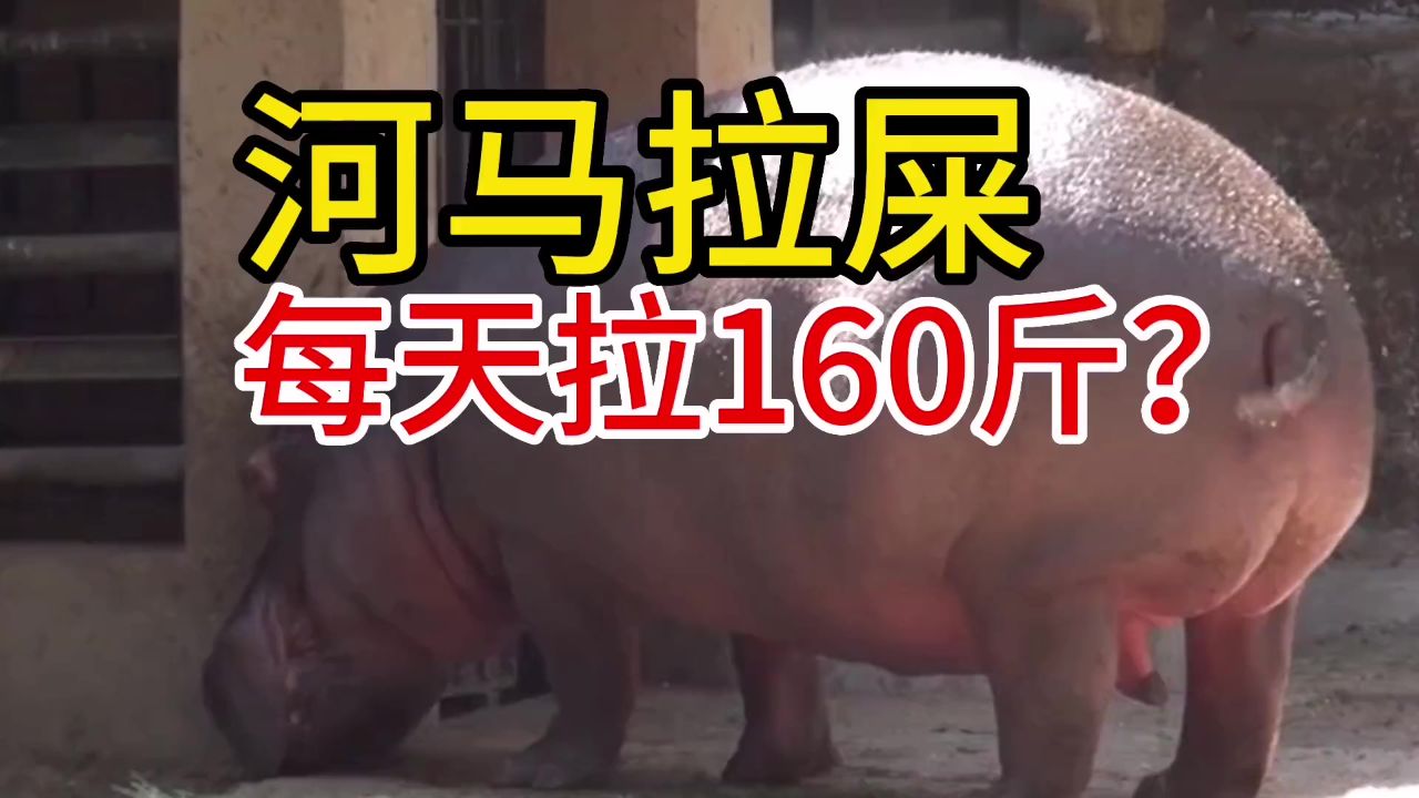 河马每天拉屎,160斤?