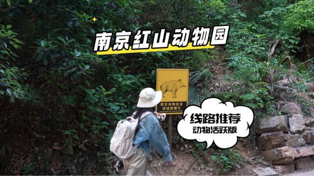 南京红山动物园徒步之动物全程活跃版游玩攻略来喽