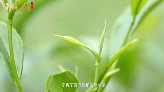 美丽云南之昭通篇 | 翠华贡茶 历久弥香