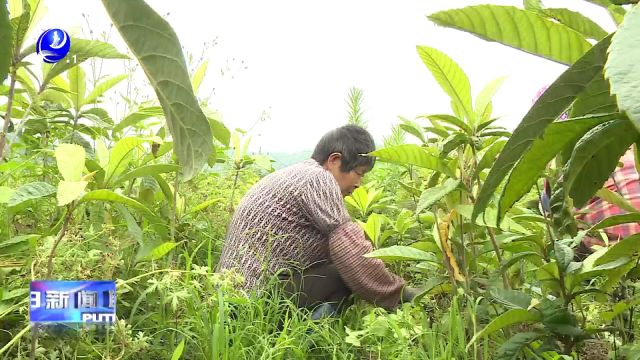 姚珊珊:推广优质白肉枇杷品种 助力乡村振兴