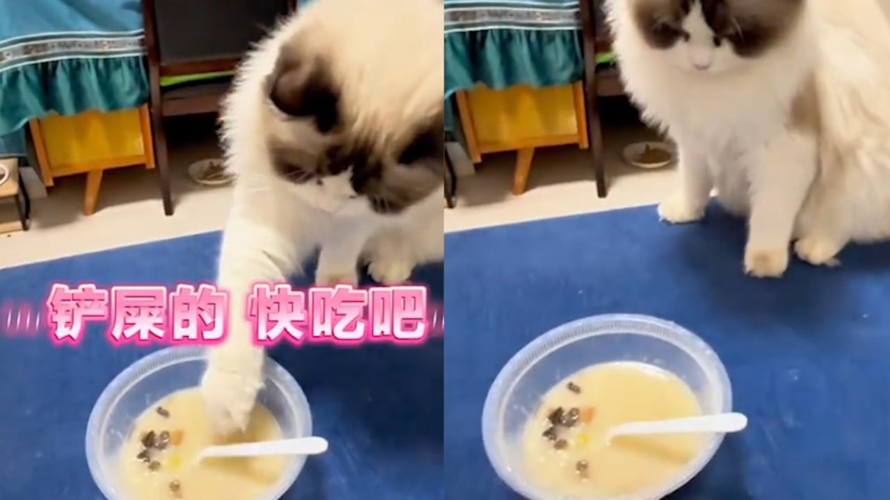主人生病猫咪叼来猫粮放进粥里 网友:小猫不会说话,但是小猫爱你