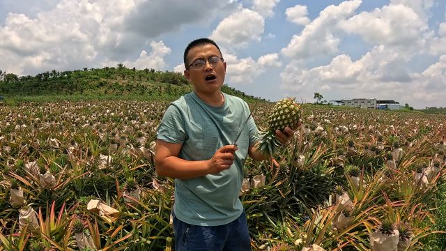 5月份的凤梨甜度惊人,渔夫想多赚钱又不敢卖太多,只能限量卖了