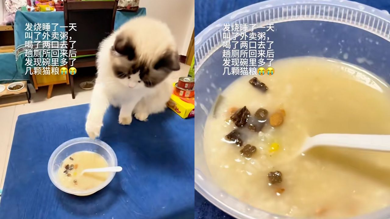 主人生病猫咪叼来猫粮放进粥里
