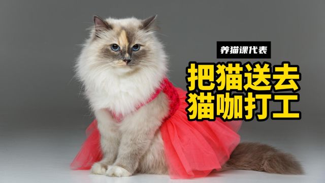 可以把猫咪,送到猫咖里打工吗?