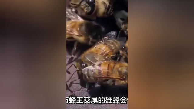 为何与蜂王交尾的雄蜂会快速离世?蜂王的秘密武器竟如此强大1#蜂王#蜜蜂 3##1