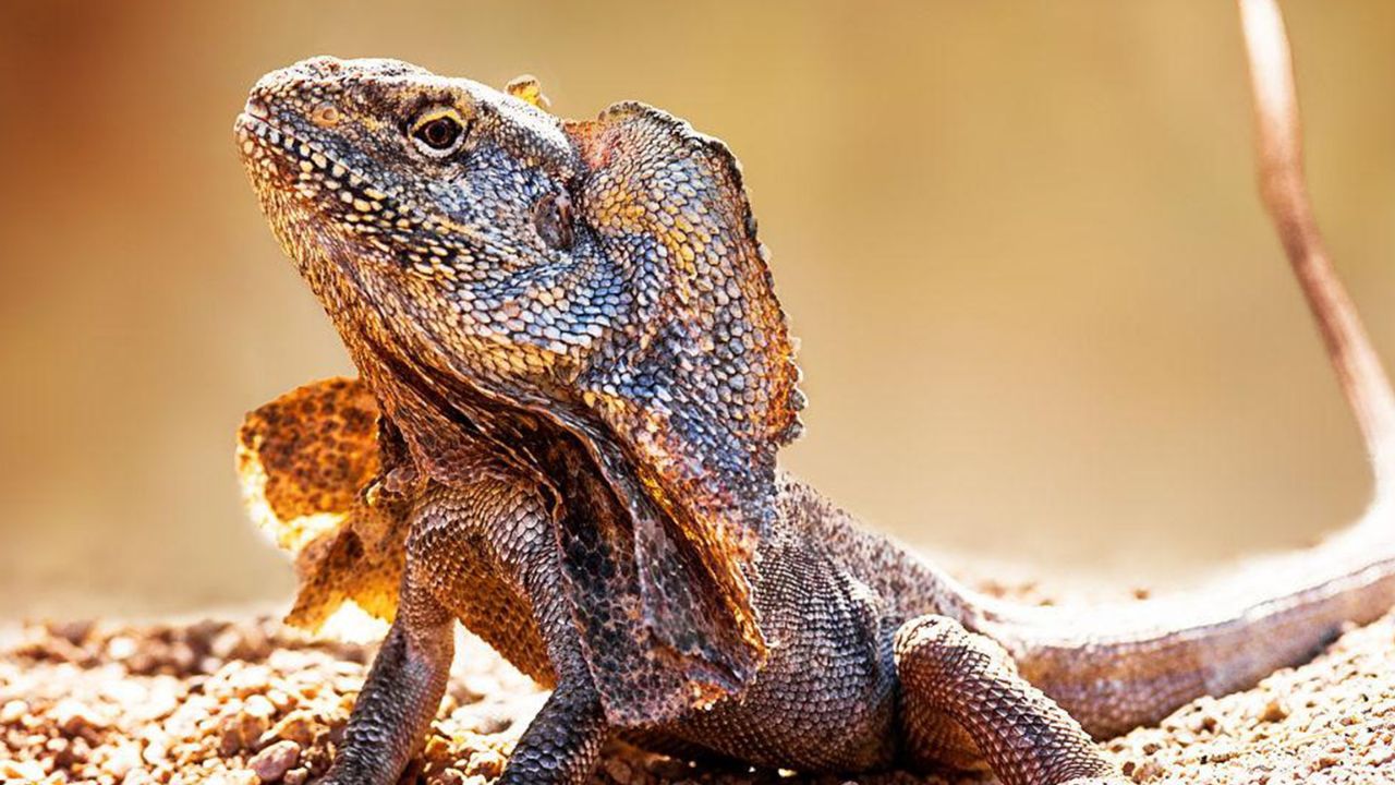 褶边蜥蜴跑的太快,扯到小弟弟了,笑不活了